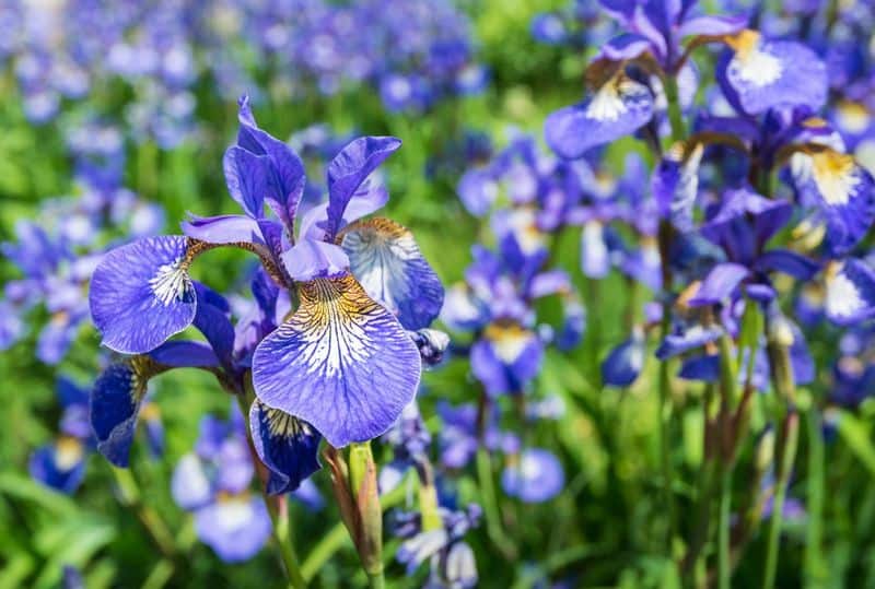 Deadheading Spent Blooms