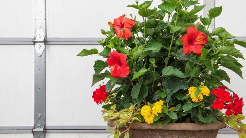 Container Gardening Strategies