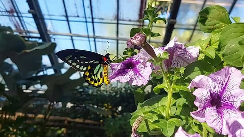 Petunia (Petunia spp.)