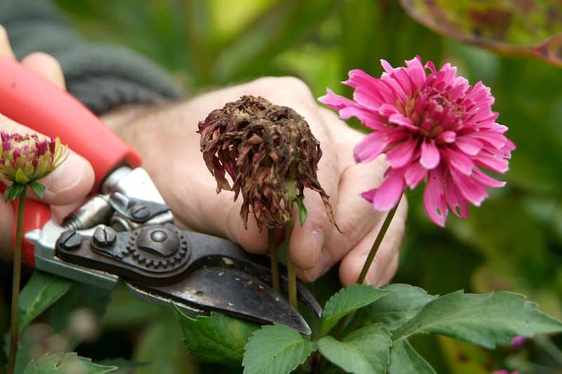 Dahlias