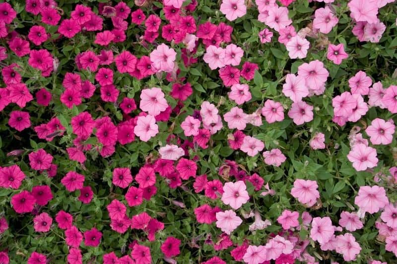 Petunias (Petunia spp.)
