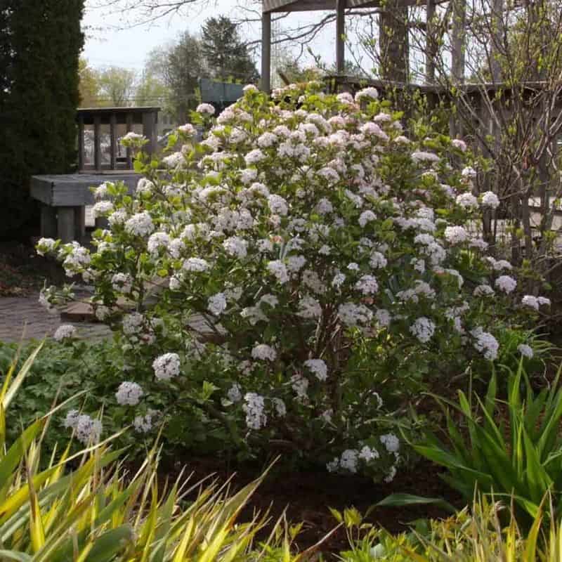 Viburnum