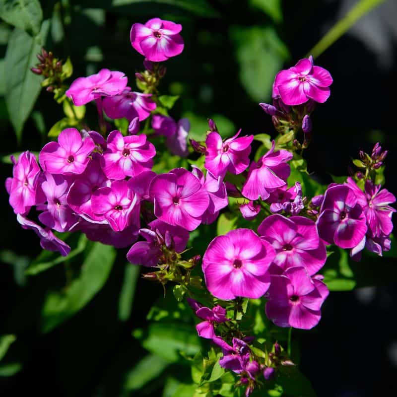 Phlox (Phlox paniculata)