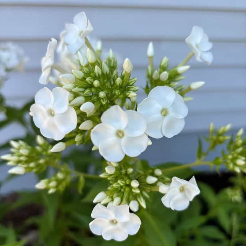 Phlox (Phlox paniculata)