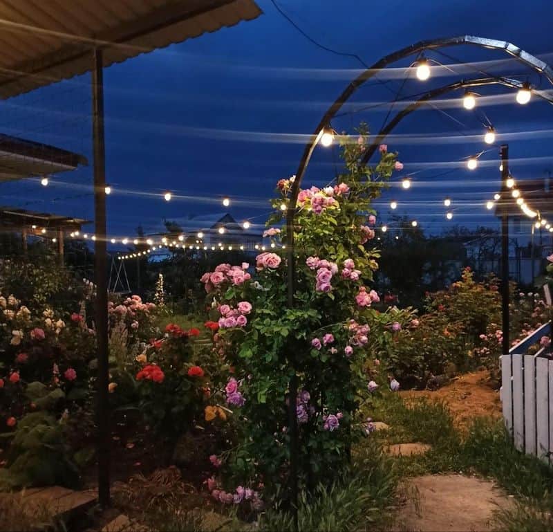 Enchanted Evenings