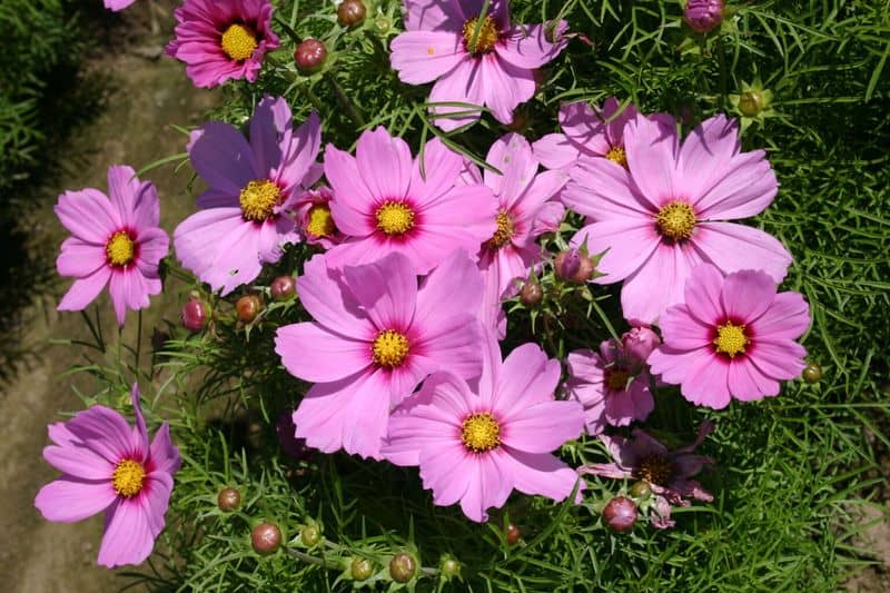 Pink Cosmos