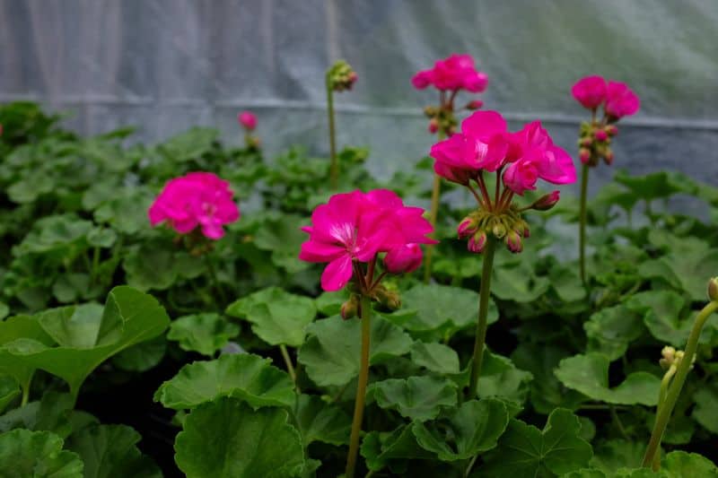 Pink Geranium