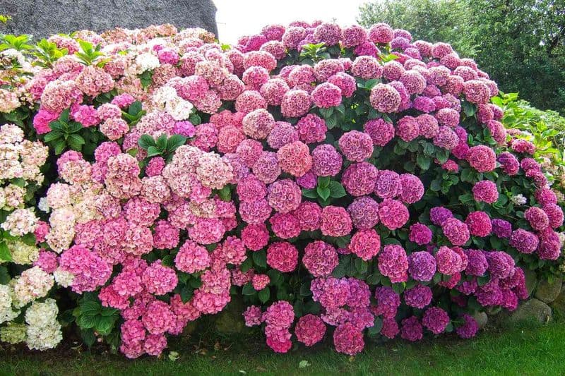 Pink Hydrangea