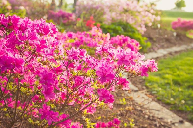 Pink Azalea