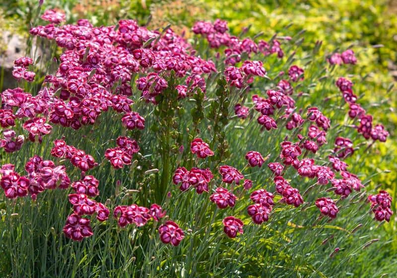 Pink Carnation