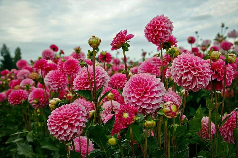 Pink Dahlia