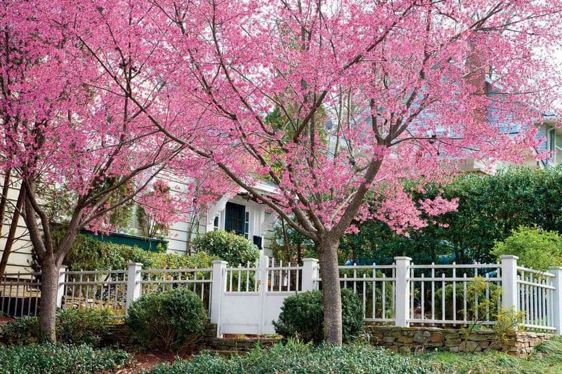 Cherry Blossom