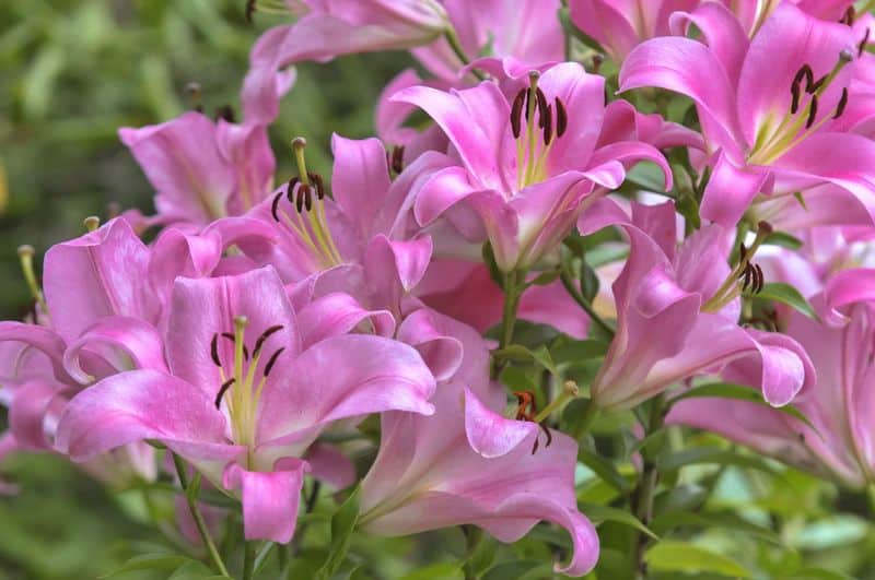 Pink Lily