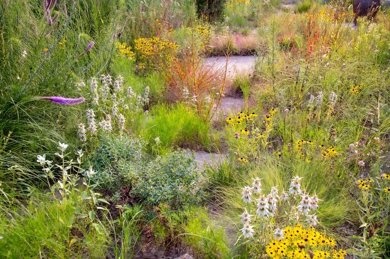 Plant Diversity