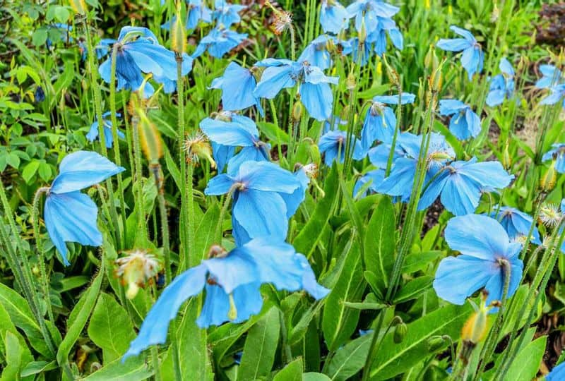 Protect from Pests