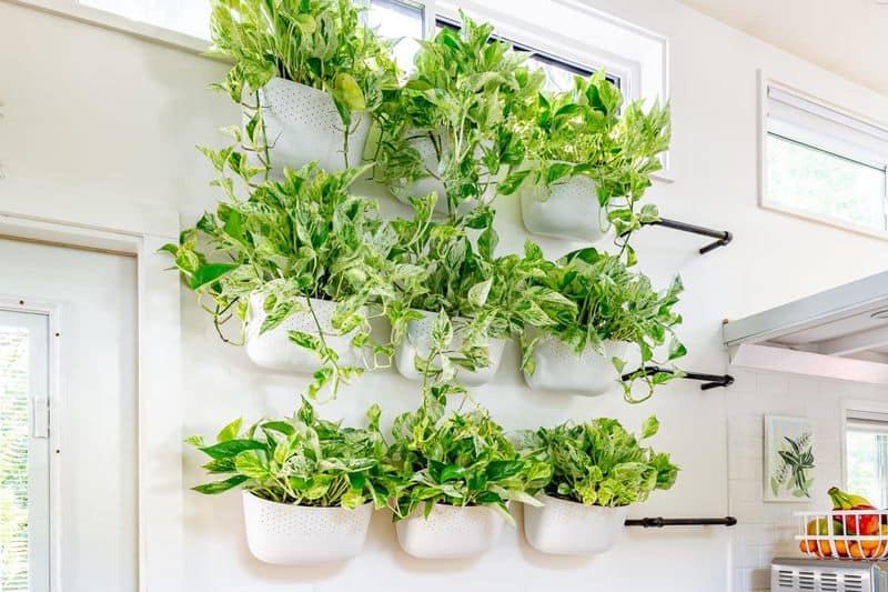 Artful Plantscape