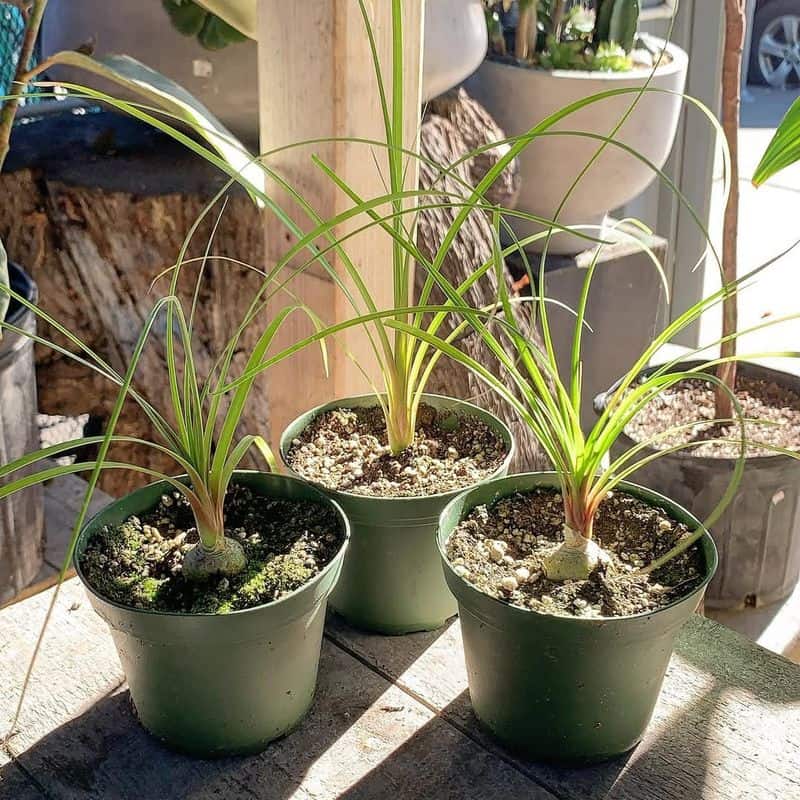 Ponytail Palm (Beaucarnea recurvata)
