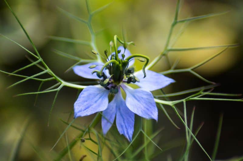 Nigella