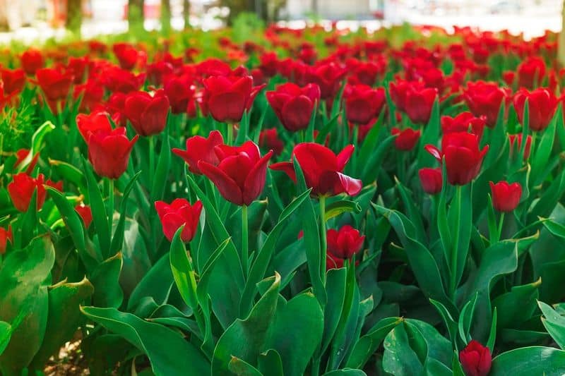 Tulip