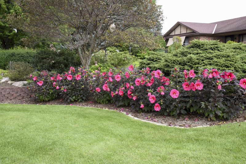 Hibiscus