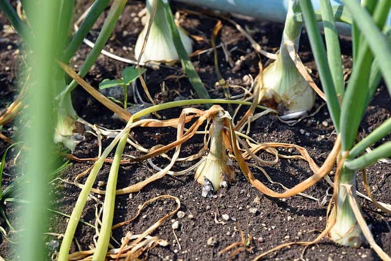 Protect from Pests