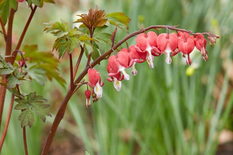 Plant in Early Spring