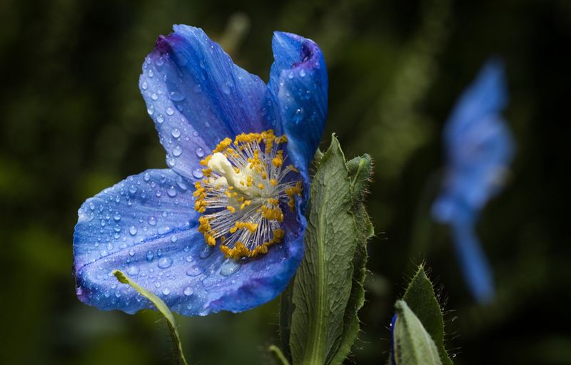 Understand Watering Needs