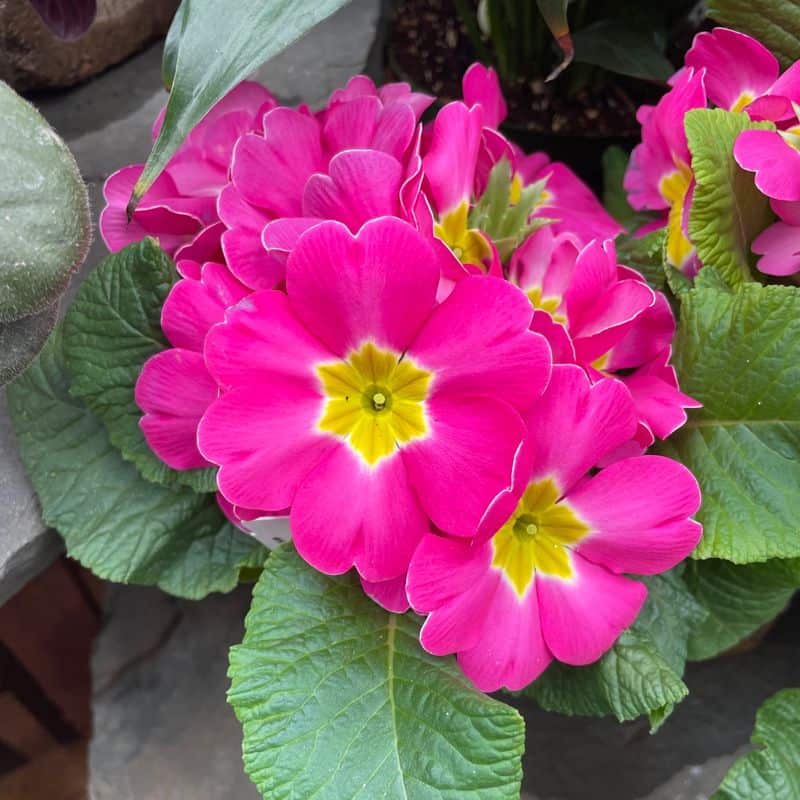 Primrose (Primula spp.)