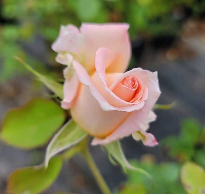Protect Roses During Harsh Weather