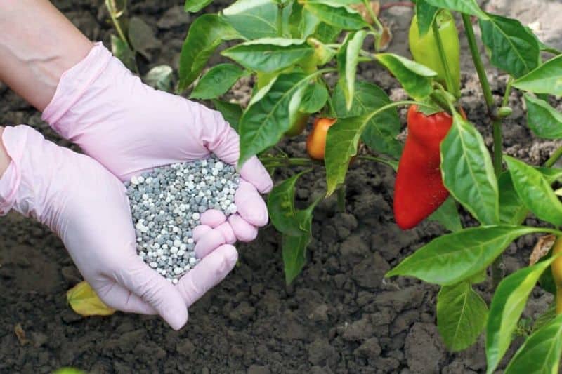Feed with Fertilizer