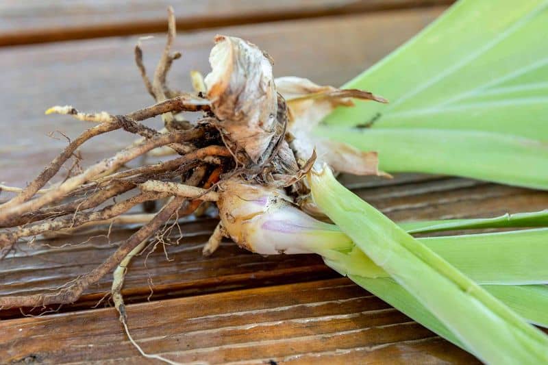 Start from Seeds or Rhizomes