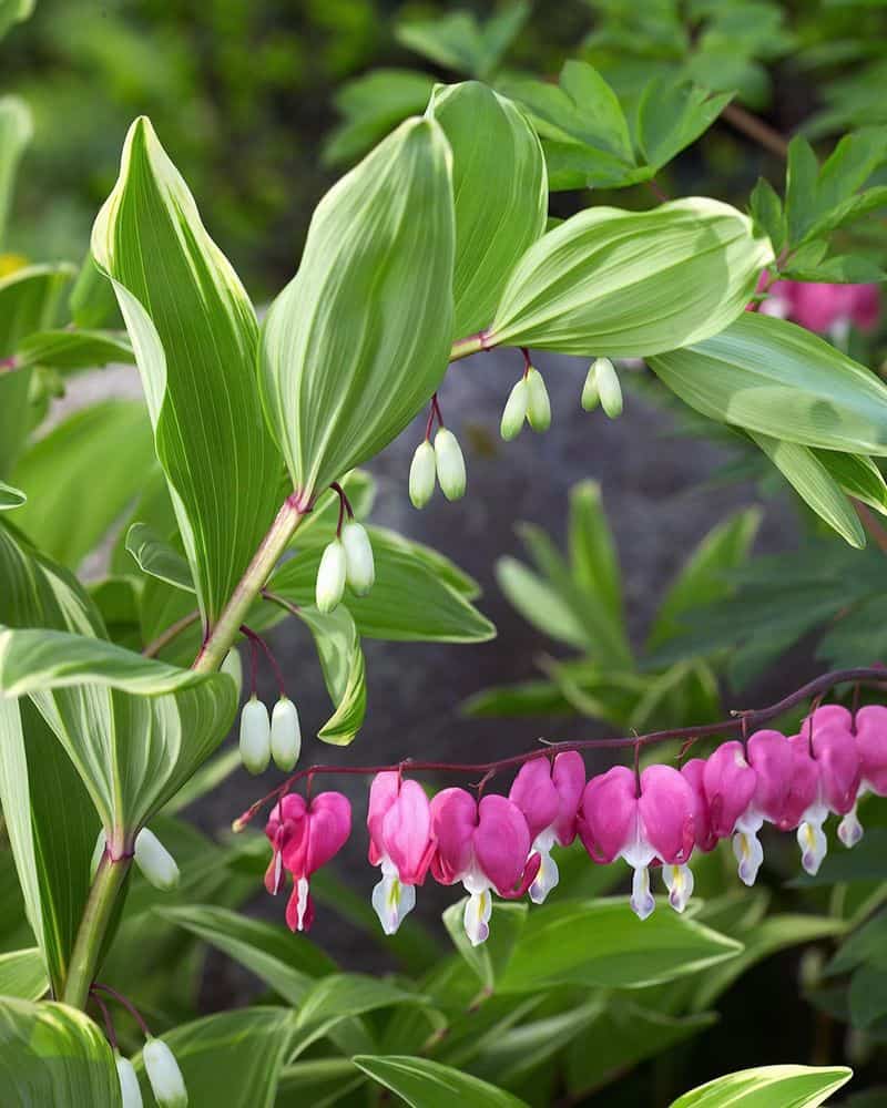 Manage Pests Naturally