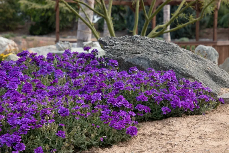 Verbena
