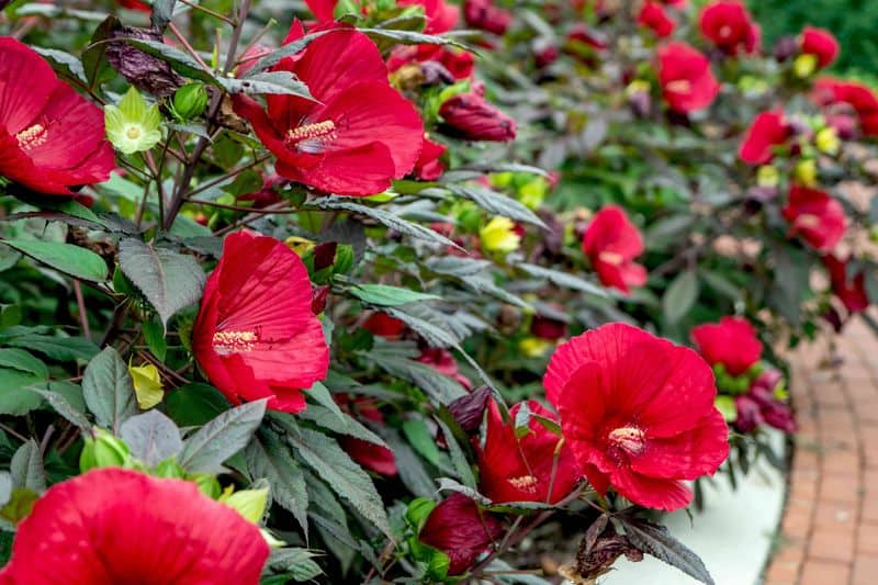 Hibiscus