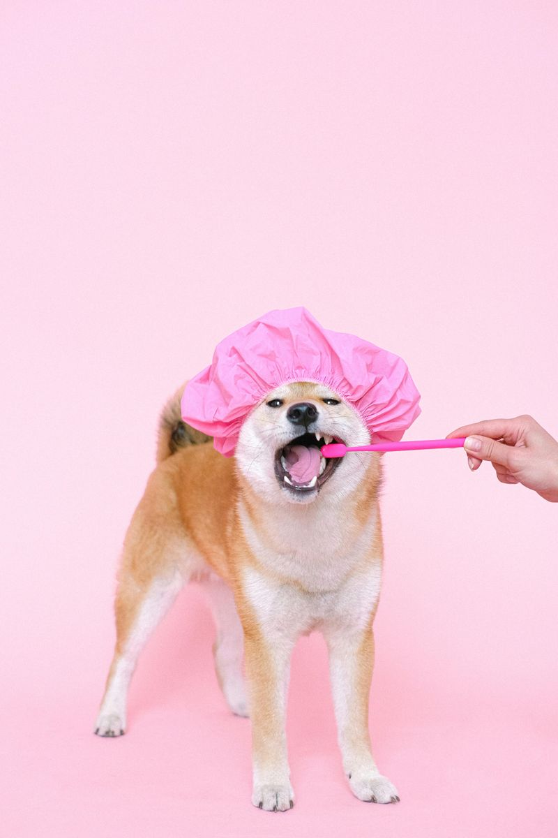 Regular Pet Grooming