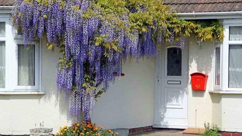 Watering Wisely