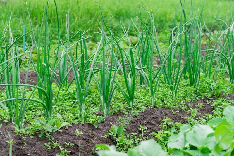 Control Weeds Effectively