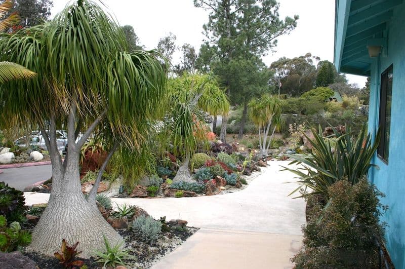 Ponytail Palm