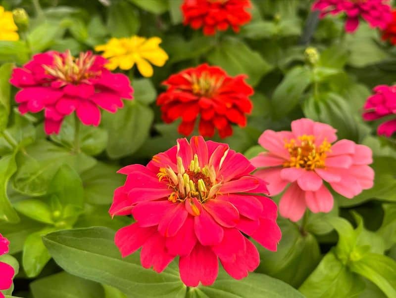 Zinnia