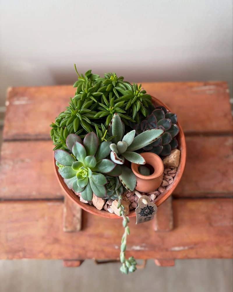 Rotate Succulents Regularly