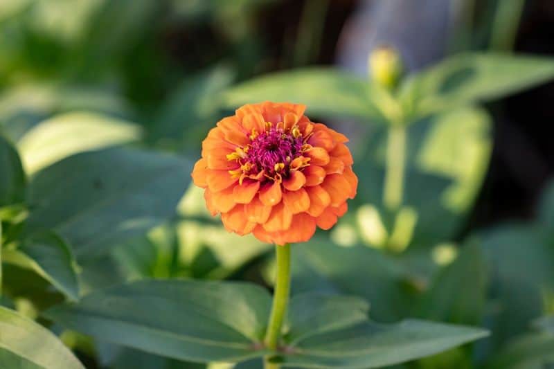 Embrace Companion Planting