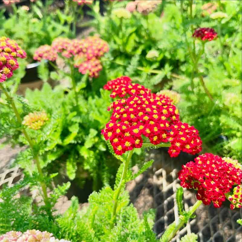 Yarrow