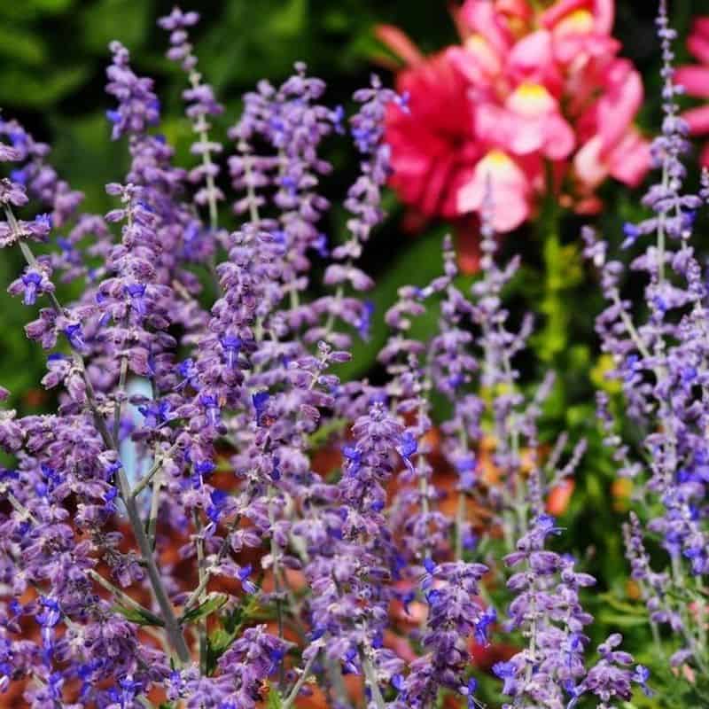 Russian Sage (Perovskia atriplicifolia)