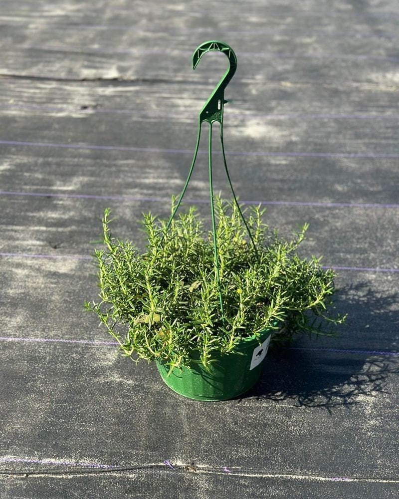 Rosemary