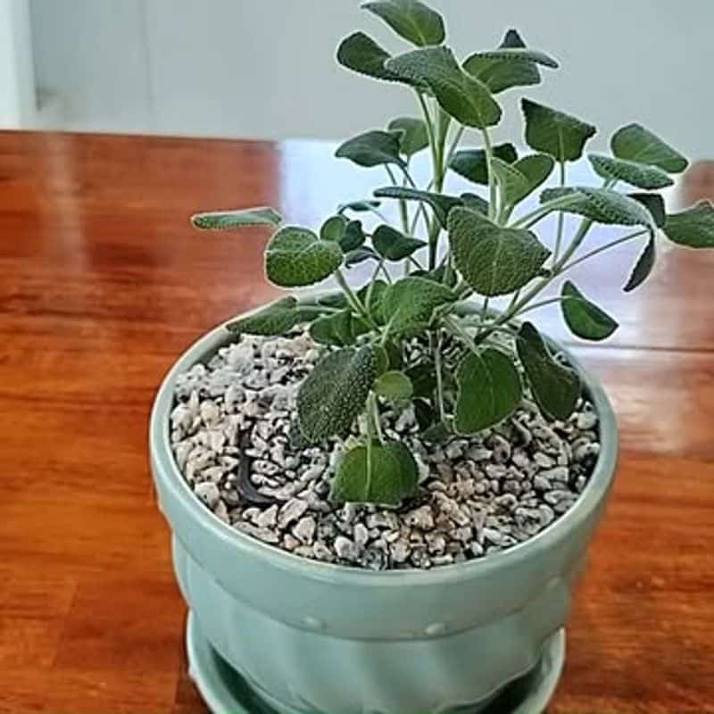 Sage