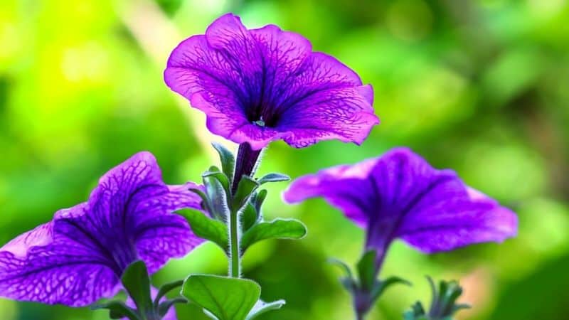 Petunia