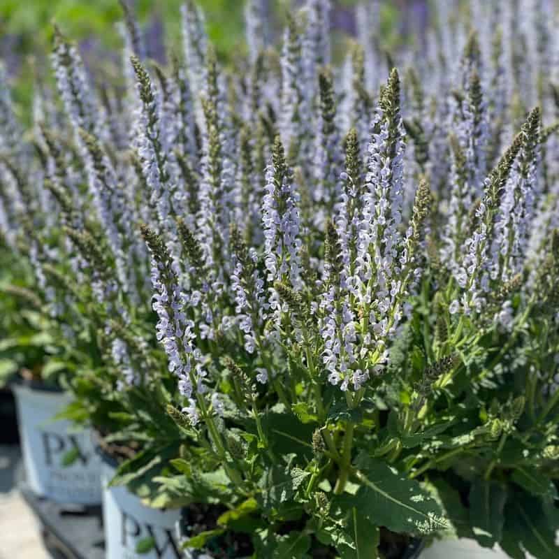 Salvia 'Color Spires® Crystal Blue'