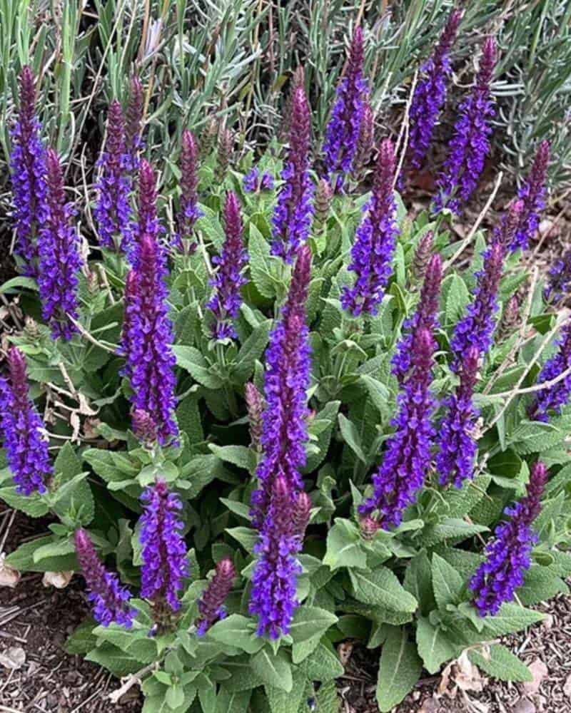 Salvia 'May Night' (Salvia × sylvestris)