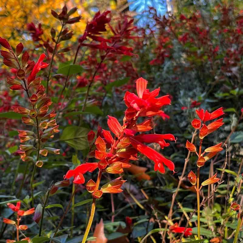 Salvia (Salvia spp.)