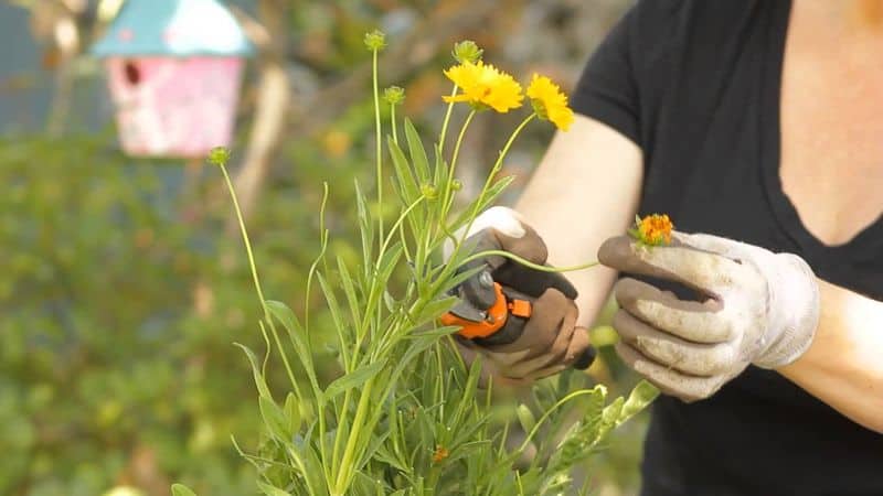 Coreopsis